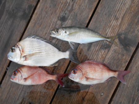 こかわ渡船　雅丸 釣果