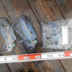 こかわ渡船　雅丸 釣果