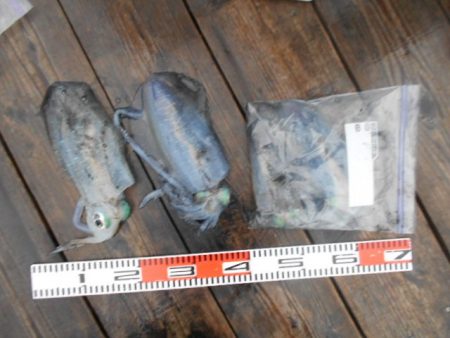 こかわ渡船　雅丸 釣果