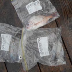 こかわ渡船　雅丸 釣果