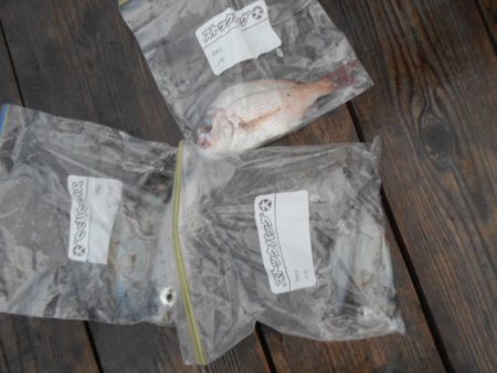 こかわ渡船　雅丸 釣果