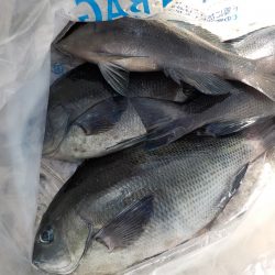 千鳥丸 釣果