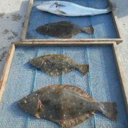 大進丸（愛知） 釣果