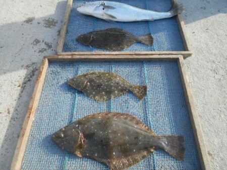 大進丸（愛知） 釣果