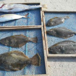 大進丸（愛知） 釣果