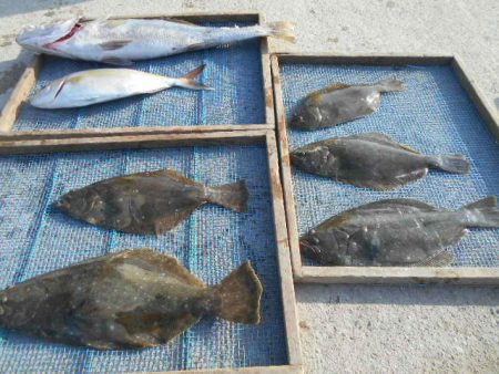 大進丸（愛知） 釣果