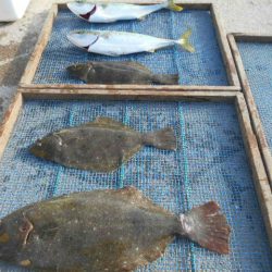 大進丸（愛知） 釣果