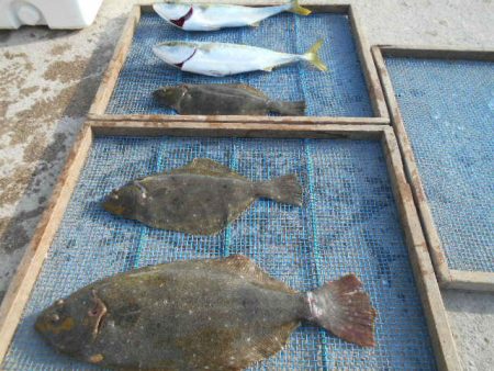 大進丸（愛知） 釣果