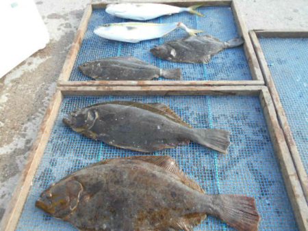 大進丸（愛知） 釣果