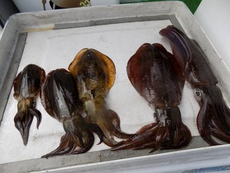 フィッシングボート空風(そらかぜ) 釣果