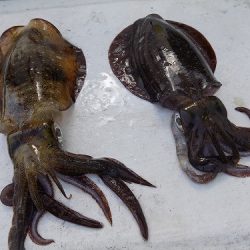 フィッシングボート空風(そらかぜ) 釣果