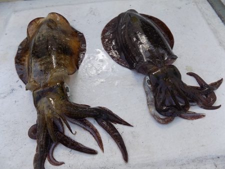 フィッシングボート空風(そらかぜ) 釣果