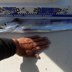 フィッシングボート空風(そらかぜ) 釣果