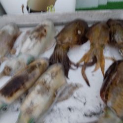 フィッシングボート空風(そらかぜ) 釣果