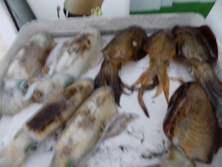 フィッシングボート空風（そらかぜ） 釣果