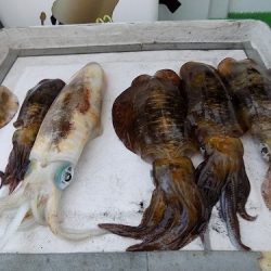 フィッシングボート空風（そらかぜ） 釣果