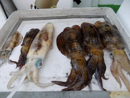 フィッシングボート空風（そらかぜ） 釣果