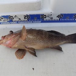 フィッシングボート空風(そらかぜ) 釣果