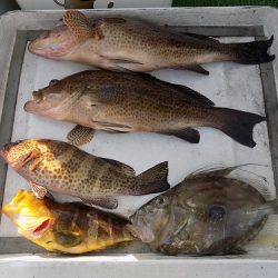 フィッシングボート空風(そらかぜ) 釣果