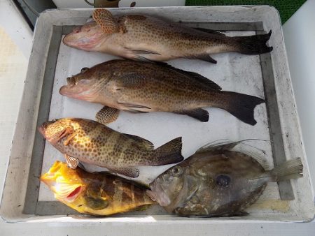 フィッシングボート空風（そらかぜ） 釣果