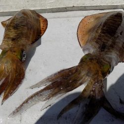 フィッシングボート空風(そらかぜ) 釣果