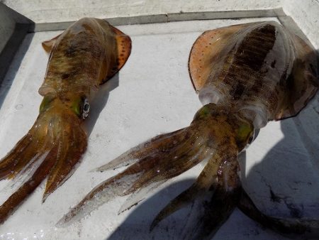 フィッシングボート空風(そらかぜ) 釣果