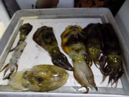 フィッシングボート空風(そらかぜ) 釣果