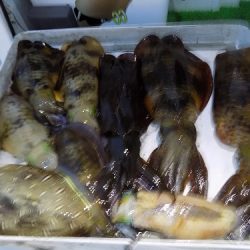 フィッシングボート空風(そらかぜ) 釣果