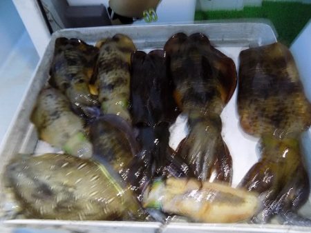 フィッシングボート空風(そらかぜ) 釣果