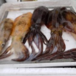 フィッシングボート空風(そらかぜ) 釣果