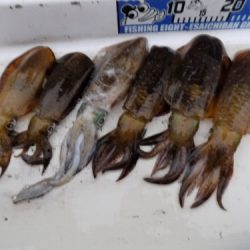 フィッシングボート空風(そらかぜ) 釣果