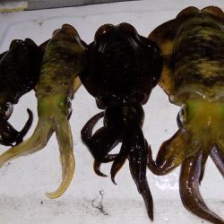 フィッシングボート空風（そらかぜ） 釣果