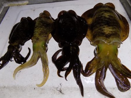 フィッシングボート空風（そらかぜ） 釣果