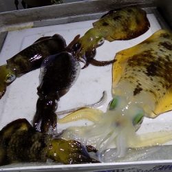 フィッシングボート空風(そらかぜ) 釣果