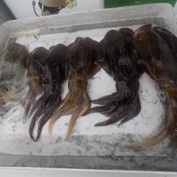 フィッシングボート空風（そらかぜ） 釣果