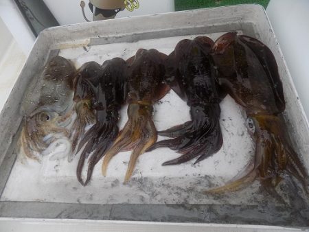 フィッシングボート空風（そらかぜ） 釣果