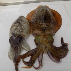 フィッシングボート空風(そらかぜ) 釣果