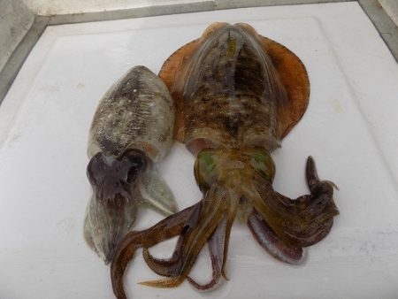 フィッシングボート空風(そらかぜ) 釣果