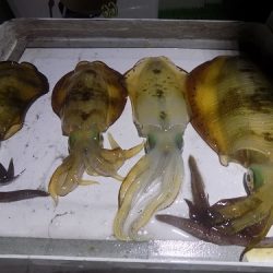 フィッシングボート空風(そらかぜ) 釣果