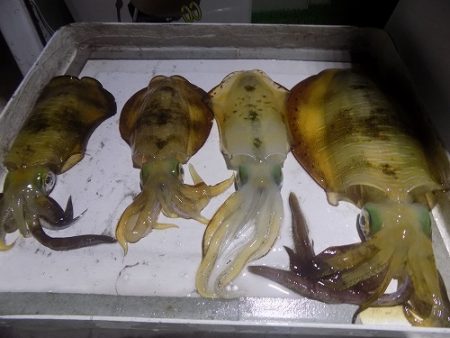 フィッシングボート空風(そらかぜ) 釣果