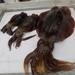 フィッシングボート空風(そらかぜ) 釣果