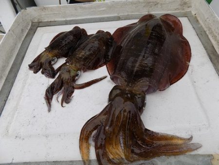 フィッシングボート空風（そらかぜ） 釣果