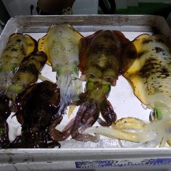 フィッシングボート空風(そらかぜ) 釣果