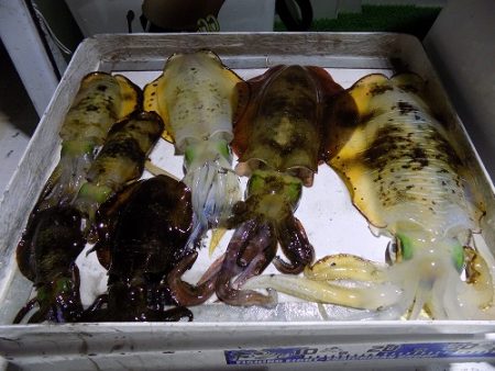 フィッシングボート空風(そらかぜ) 釣果