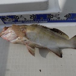 フィッシングボート空風(そらかぜ) 釣果