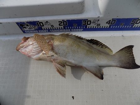 フィッシングボート空風(そらかぜ) 釣果