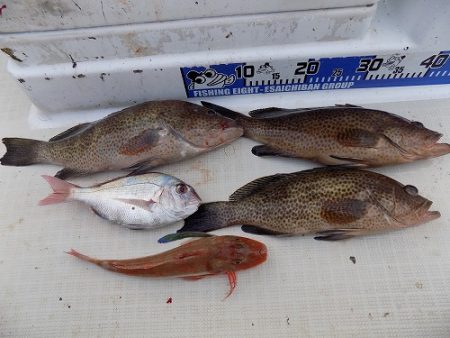 フィッシングボート空風(そらかぜ) 釣果