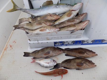 フィッシングボート空風(そらかぜ) 釣果