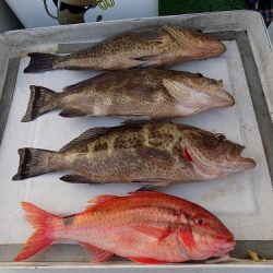 フィッシングボート空風(そらかぜ) 釣果