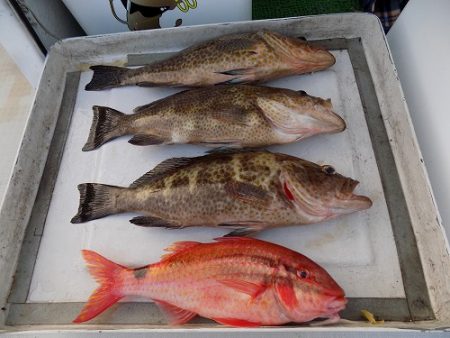 フィッシングボート空風(そらかぜ) 釣果
